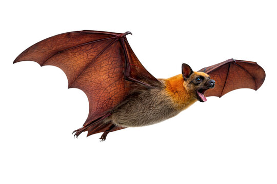 Brown bat with wings spread against dark png isolated transparent background teeth