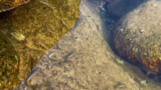 A close-up of small fish of various species swimming in a pool among rocks after low tide. Conceptual representation of marine ecosystems, coastal life, and natural habitats.