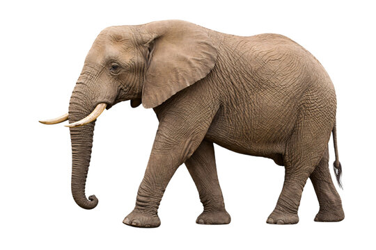 Closeup portrait of a gray elephant with wrinkled skin and curved tusks on png isolated transparent