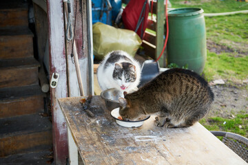 koty © Marcin Łazarczyk