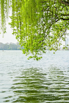 Willows in Xuanwu Lake Park, a landmark scenic area in Nanjing, China, have sprouted leaves.