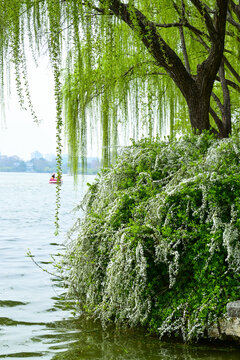 Willows in Xuanwu Lake Park, a landmark scenic area in Nanjing, China, have sprouted leaves.