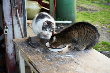 koty © Marcin Łazarczyk