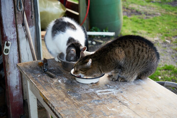 koty © Marcin Łazarczyk