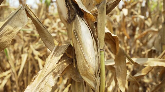 Dried Corn Stalks and Cobs in Field Harvest Seasons Natural Texture and Color of Husks and Leaves in Autumn Agriculture