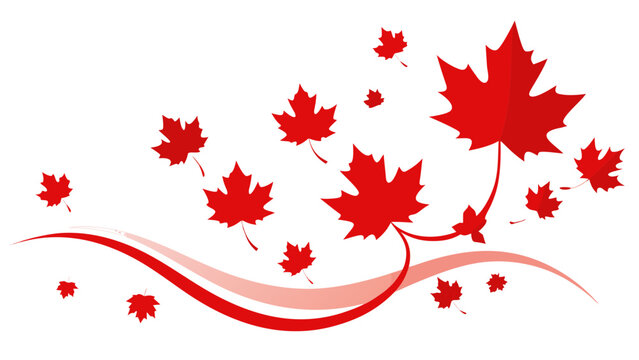 Red maple leaves with pointed lobes and serrated edges