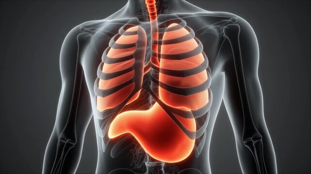 Human Respiratory System Animation Demonstrating Lung and Diaphragm Movement