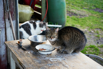 koty © Marcin Łazarczyk