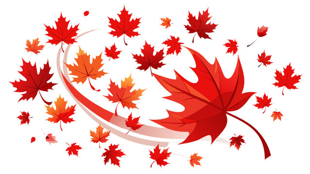 Delicate red maple leaves with pointed lobes and serrated edges