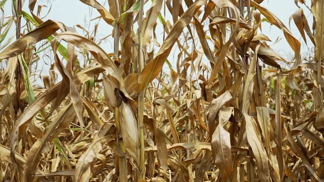 Dry Cornfield with Brown Leaves and Stalks Under Clear Sky Indicating Harvest Season in Agriculture Farm