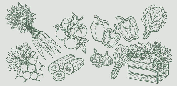 Hand drawn fresh vegetables set with harvest crate, organic garden produce, carrots, tomatoes, bell peppers, radish, cucumber, garlic, salad leaves, vegetarian food, line art illustration