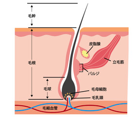 毛　断面図 © アメノ