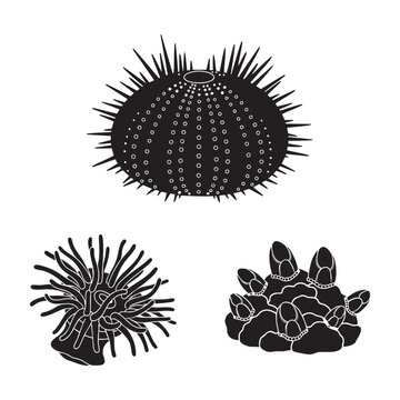 Marine organism silhouettes with sea urchin and anemone