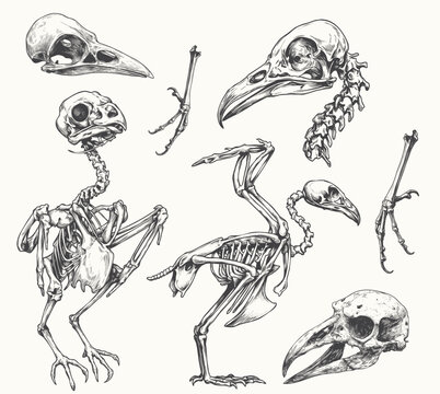 Vintage engraved illustration of bird skeleton anatomy featuring skulls, bones, and full skeletal structures. Suitable for scientific, educational, gothic, and anatomical design themes.