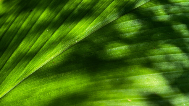 Vibrant green leaf with clear vein patterns. Natural texture highlights the leaf's structure. Fresh, healthy appearance evokes nature's vitality. Ideal for environmental, botanical, or wellness themes