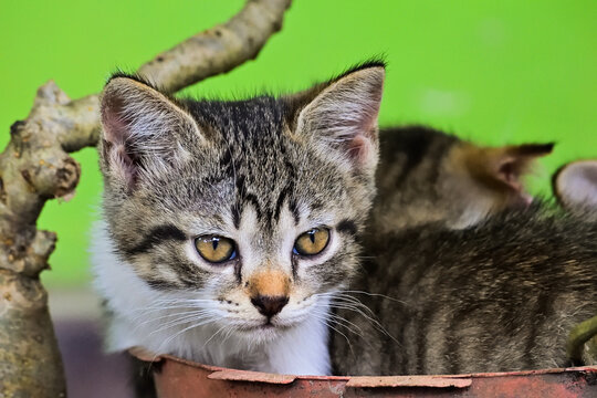 Two young tabby kittens in lush green foliage. One gazes looking foward, curious and calm. Another rests close, tucked against its sibling. close up. pot. plant, plants. cat, cats. stripped. space