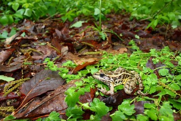 Fototapeta premium Pickerel Frog (Rana palustris) on the forest floor in Alabama