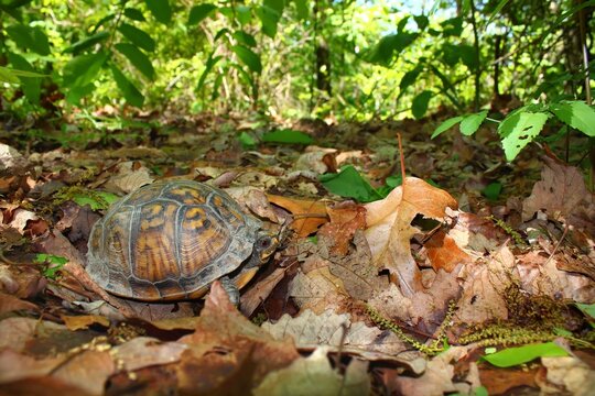 Box Turtle (Terrapene carolina) in a woodland of Alabama