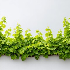 Obraz premium Lush green vine leaves with grapes against a neutral background