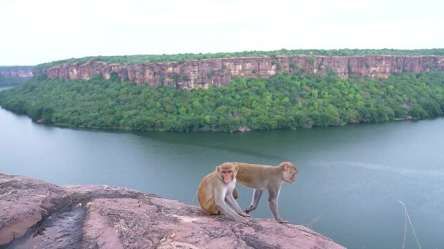 Monkey playing at the edge of mountain in Jawahar Sagar Sanctuary ov.erlooking Chambal River, capturing wildlife behavior in natural habitat in Rajasthan India
