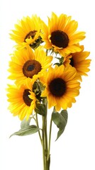 Obraz premium Vibrant sunflowers bouquet with bright yellow petals and dark center discs