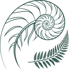 Minimalist koru fern spiral vector, dark green botanical frond illustration, stylized silver fern leaf design, organic nature logo element © hgkrufdssf