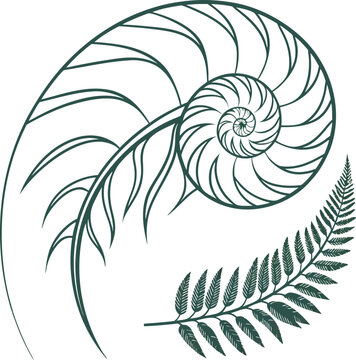 Minimalist koru fern spiral vector, dark green botanical frond illustration, stylized silver fern leaf design, organic nature logo element