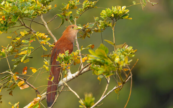 Eichhornkuckuck (Piaya cayana),  squirrel cuckoo
