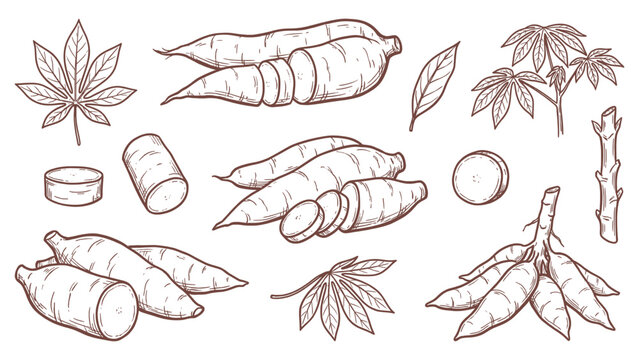 Cassava Vector Set Hand Drawn Cassava Root Plant Leaves and Slices Collection