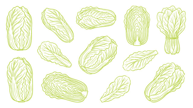 Chinese Cabbage Napa Cabbage Vector Set Hand Drawn Leafy Vegetable Collection
