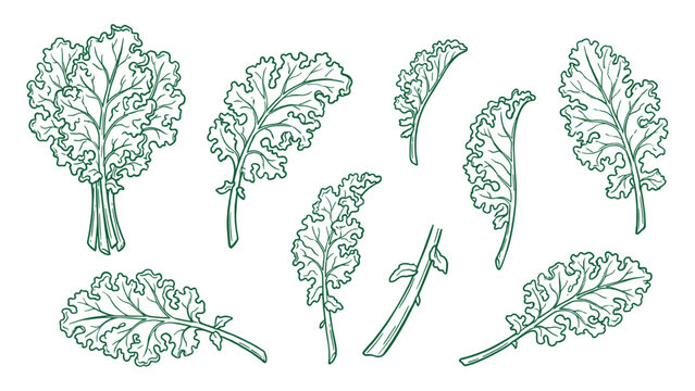 Curly kale leaves and bunch hand drawn outline illustration collection