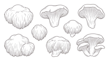 Lion mane mushroom collection whole clusters and caps hand drawn outline illustration © welyalfian