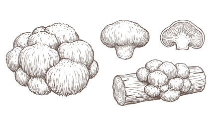 Lion mane mushroom clusters on wood and caps hand drawn outline illustration © welyalfian