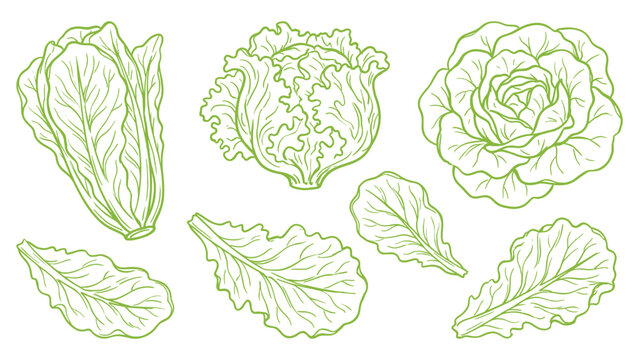 Lettuce leaves and heads hand drawn outline illustration set