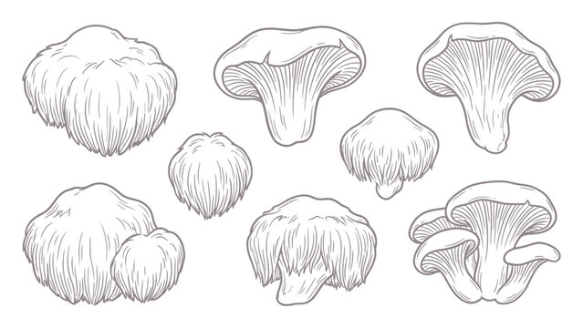 Lion mane mushroom collection whole clusters and caps hand drawn outline illustration