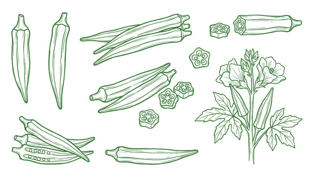 Hand drawn okra plant and pods set with sliced pieces and botanical details