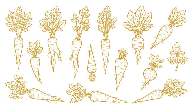 Hand drawn parsnip root vegetable collection line art set