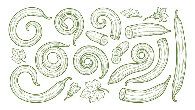 Hand drawn snake gourd collection line art tropical vegetable illustration