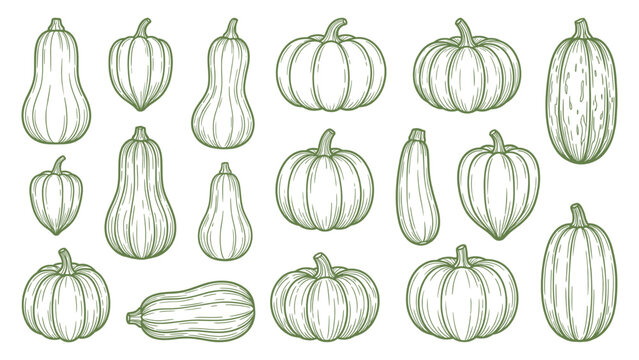 Hand drawn squash and pumpkin set gourd vegetable collection line art