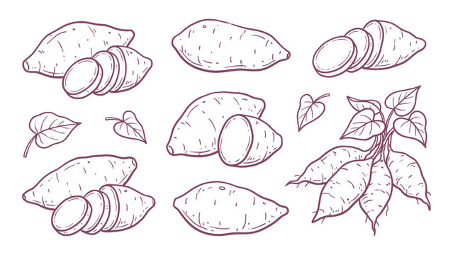 Hand drawn sweet potato set yam roots slices and leaves line art