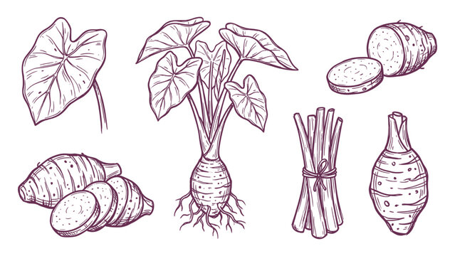 Taro root and leaves hand drawn tropical vegetable botanical vector set