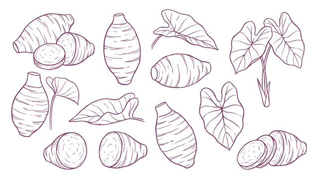 Taro root and leaf set hand drawn colocasia tropical vegetable vector