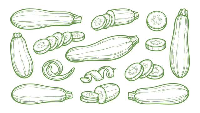 Zucchini Slices Vector Set Hand Drawn Courgette Cut Pieces and Whole Vegetable