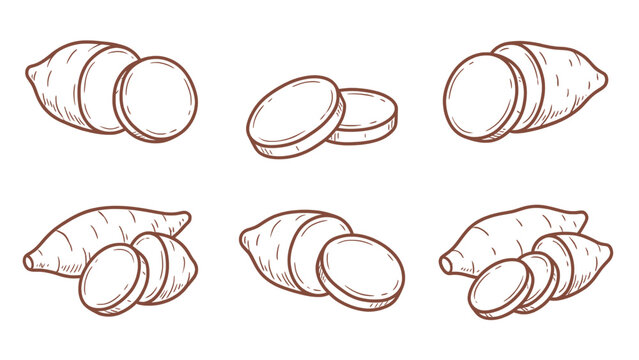 Sliced Yam Vector Set Hand Drawn Yam Pieces and Tubers Illustration