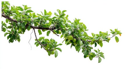 Fototapeta premium Lush green apple branch with fruits perfect for nature and gardening themes