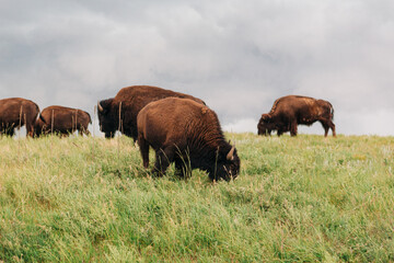 Bison grazing on prairie in Wind Cave National Park South Dakota © Cavan