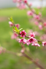 Obraz premium Soft Pink Blooms: A Glimpse of Spring on the Peach Tree