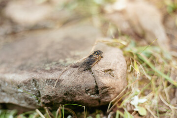 Obraz premium Cicada sitting on warm rock in sunshine