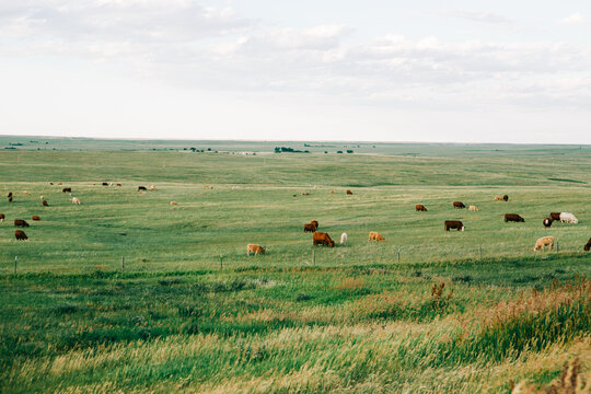 Cattle grazing across wide prairie landscape near Presho South D