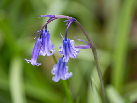 Bluebells, in Ancient Woodland, Harpsden Wood, Oxfordshire, UK.